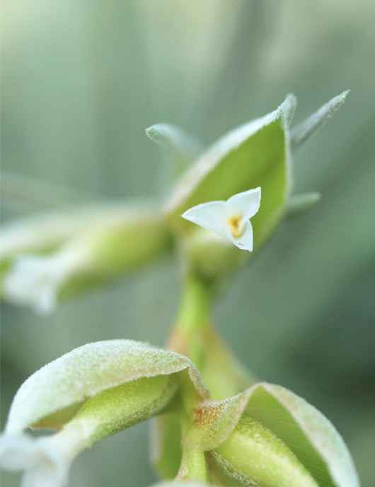 Tillandsia pohliana - 12 à 18 cm