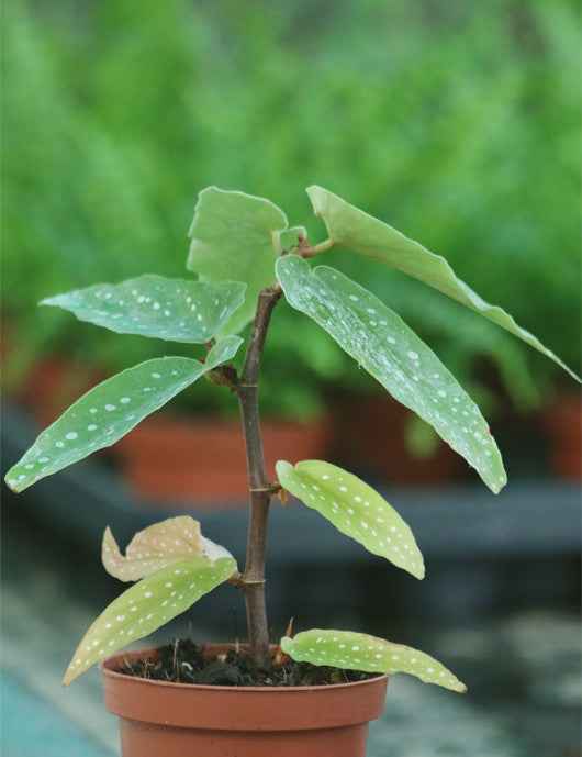Begonia tamaya (maculata)