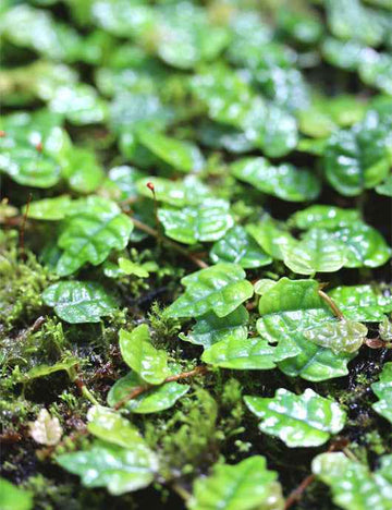 Plaque xaxim entière - Ficus pumila quercifolia -