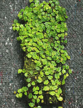 Plaque xaxim entière - Ficus pumila quercifolia -