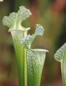 Sarracenia x stevensii forme blanche