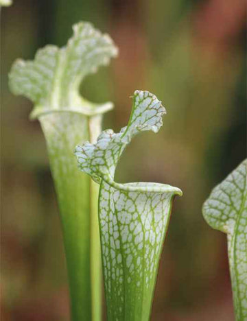 Sarracenia x stevensii forme blanche