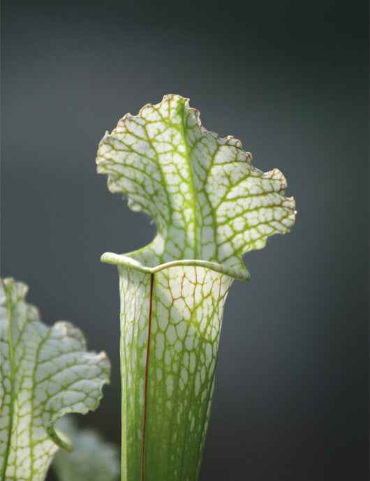 Sarracenia x stevensii forme blanche