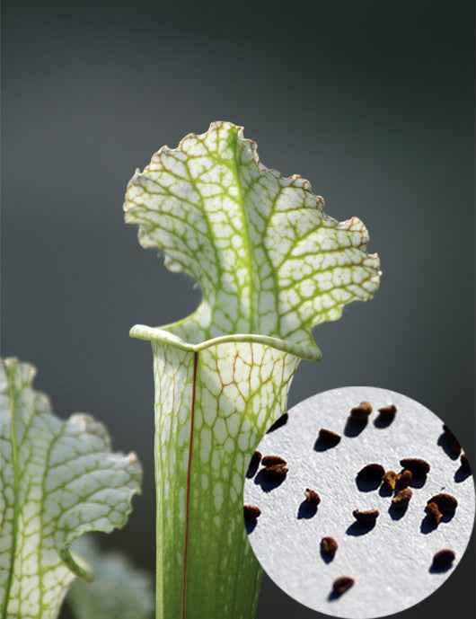 Graines de Sarracenia x stevensii forme blanche