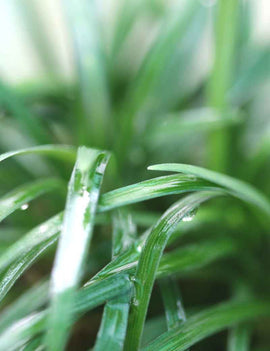 Ophiopogon japonicus nanus