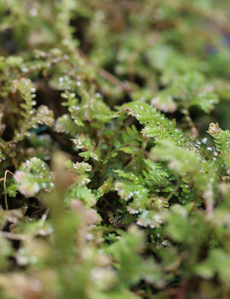 Plaque xaxim entière - Selaginella uncinata -