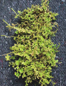 Plaque xaxim entière - Selaginella uncinata -