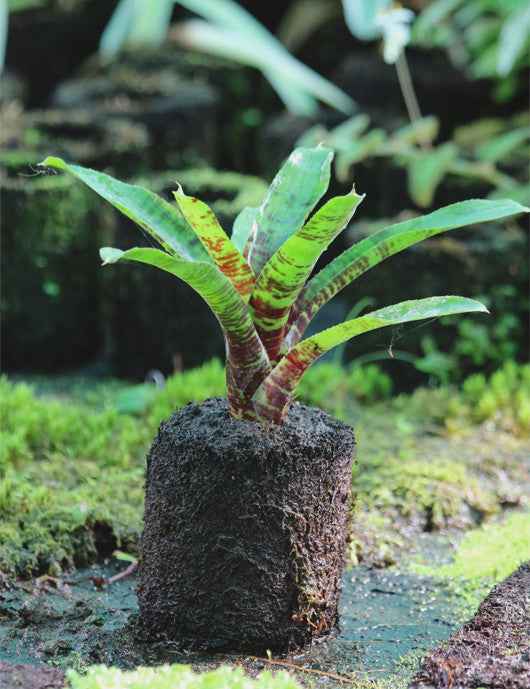 Neoregelia Screaming Tiger raciné en xaxim