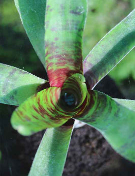 Neoregelia Screaming Tiger raciné en xaxim