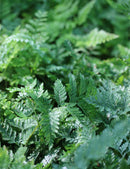 Davallia canariensis