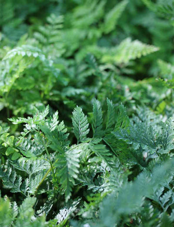 Davallia canariensis