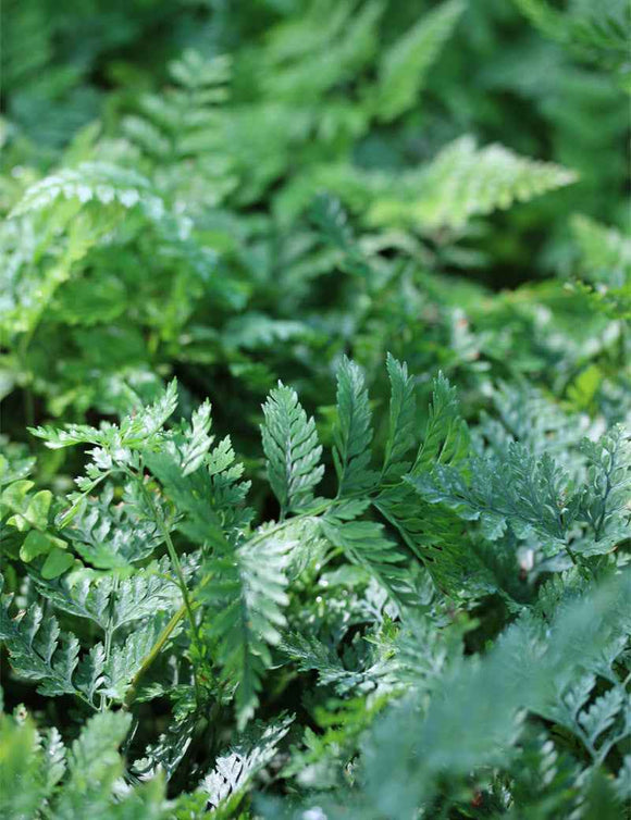 Davallia canariensis