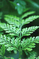 Davallia canariensis