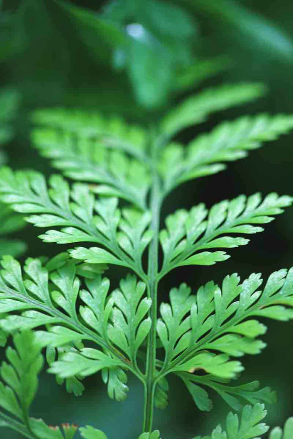 Davallia canariensis