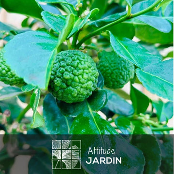 Combava 110 cm - clicktofournisseur.com