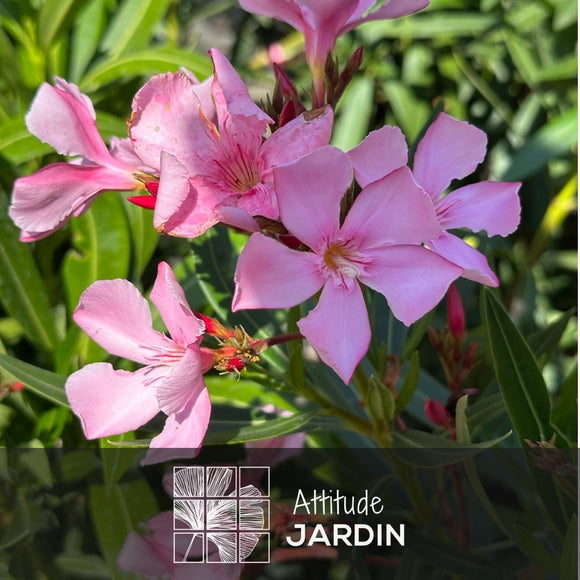 Laurier Rose Oleander 120 cm - clicktofournisseur.com