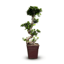 Ficus Ginseng Bonsai 110 cm - clicktofournisseur.com