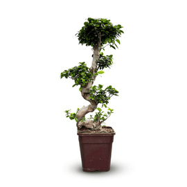 Ficus Ginseng Bonsai 110 cm - clicktofournisseur.com