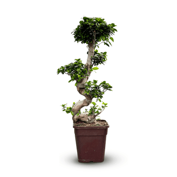 Ficus Ginseng Bonsai 110 cm - clicktofournisseur.com