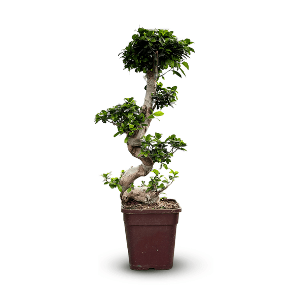 Ficus Ginseng Bonsai 110 cm - clicktofournisseur.com