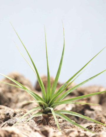 Tillandsia concolor