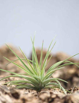 Tillandsia kammii