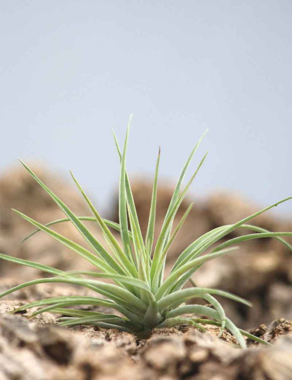 Tillandsia kammii