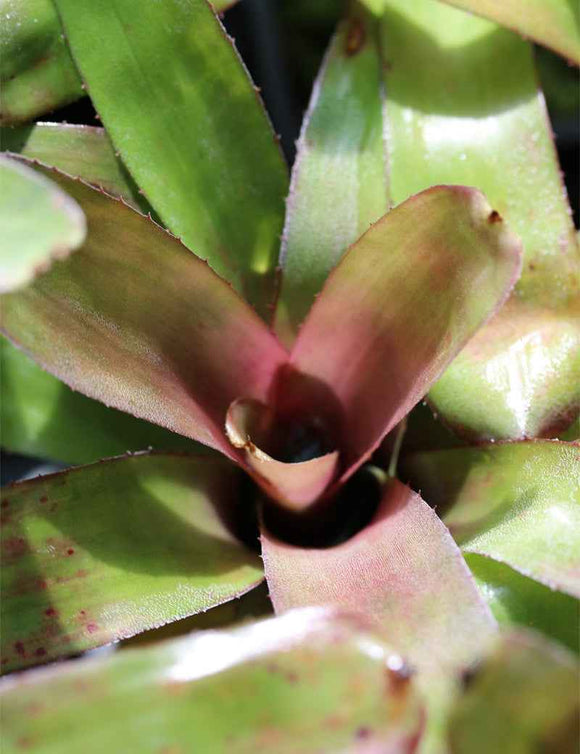 Neoregelia 'Fireball'
