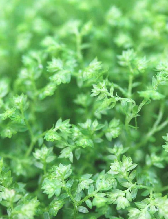 Selaginella apoda