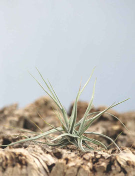 Tillandsia schiedeana