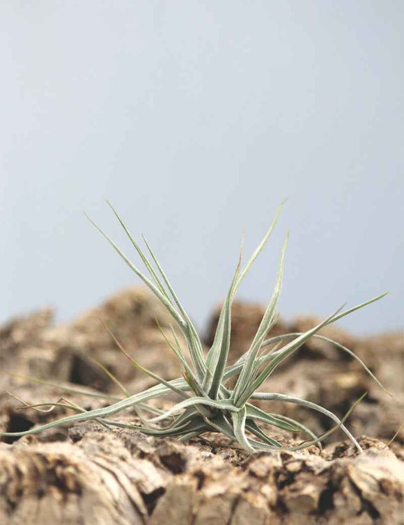 Tillandsia schiedeana