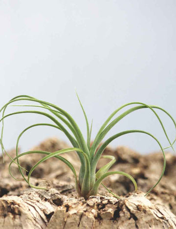 Tillandsia curly slim