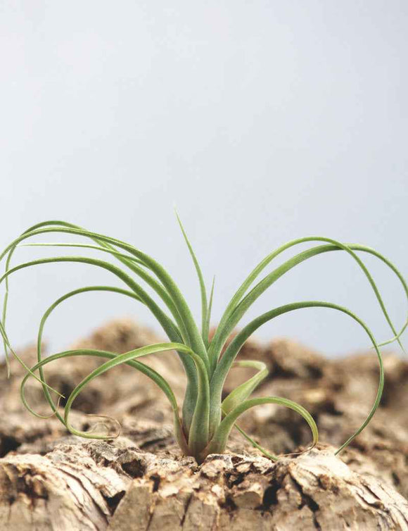 Tillandsia curly slim