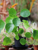 Pilea peperomioides - XL -