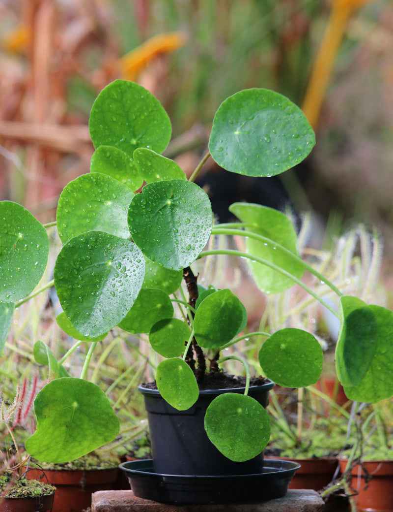 Pilea peperomioides - XL -