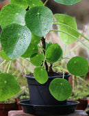 Pilea peperomioides - XL -