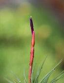 Tillandsia espinosa