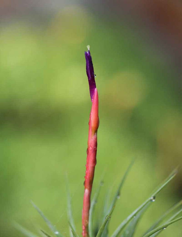 Tillandsia espinosa