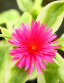 Aptenia cordifolia variegata | À repiquer