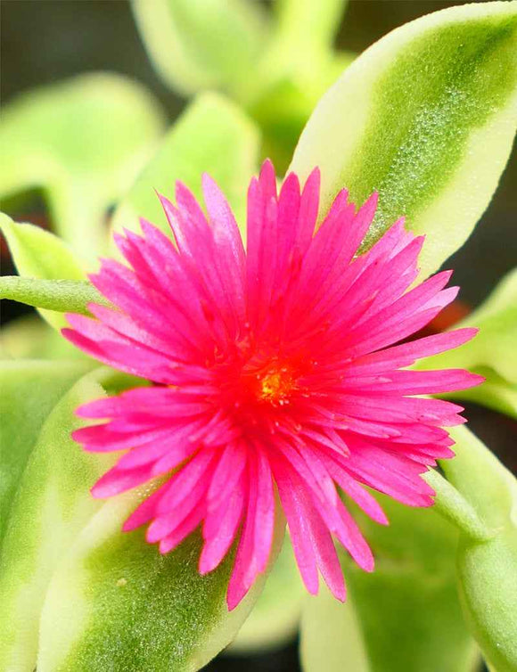 Aptenia cordifolia variegata | À repiquer