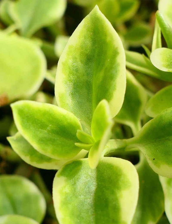 Aptenia cordifolia variegata | À repiquer
