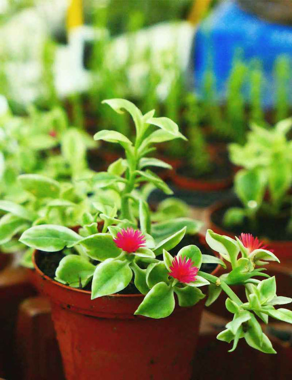 Aptenia cordifolia variegata | À repiquer