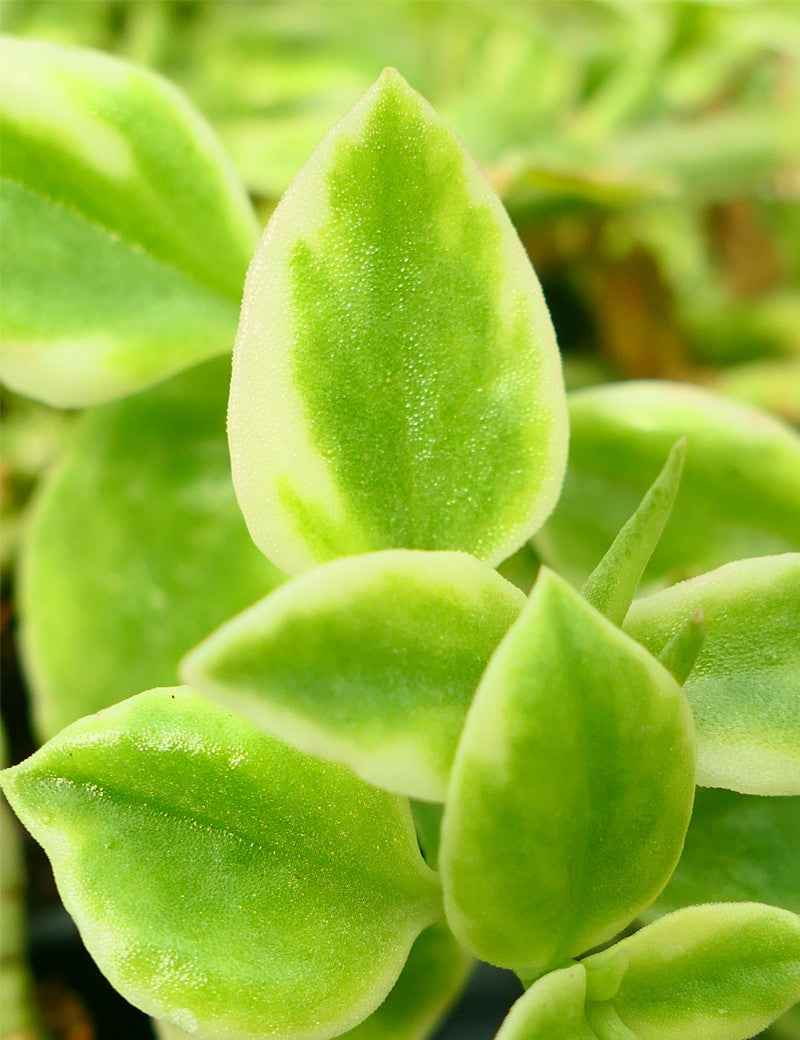 Aptenia cordifolia variegata | À repiquer