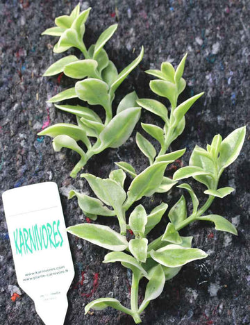 Aptenia cordifolia variegata | À repiquer