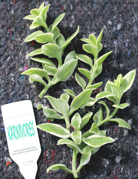 Aptenia cordifolia variegata | À repiquer