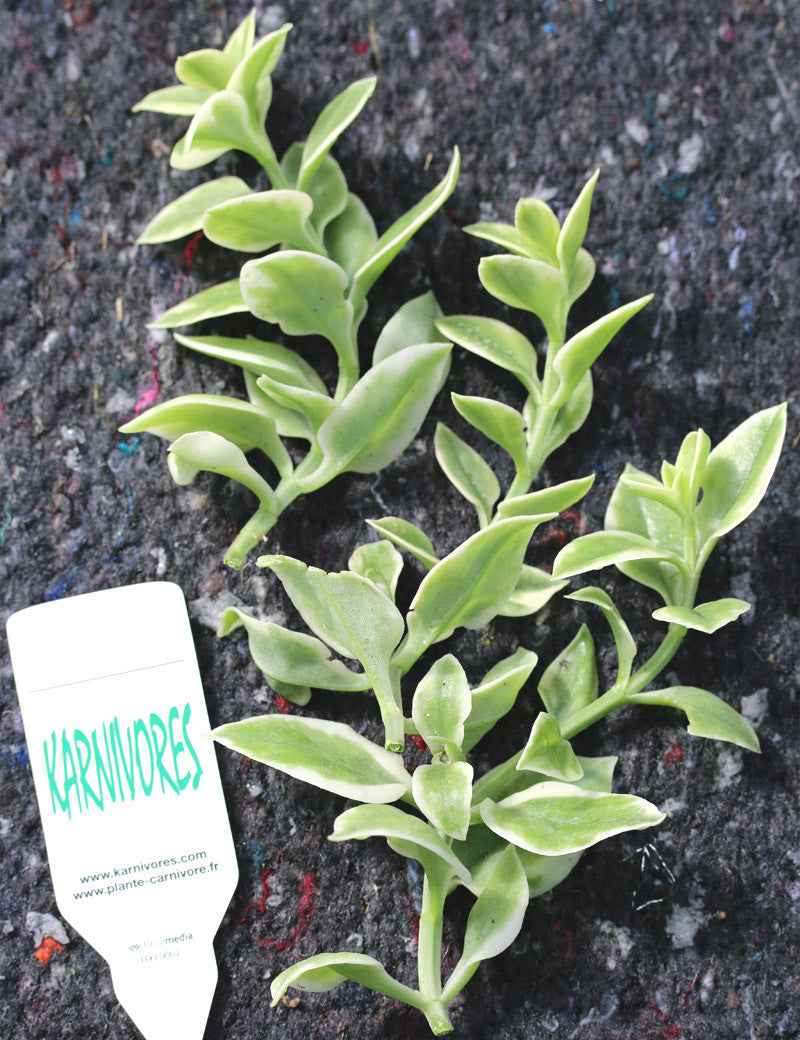 Aptenia cordifolia variegata | À repiquer