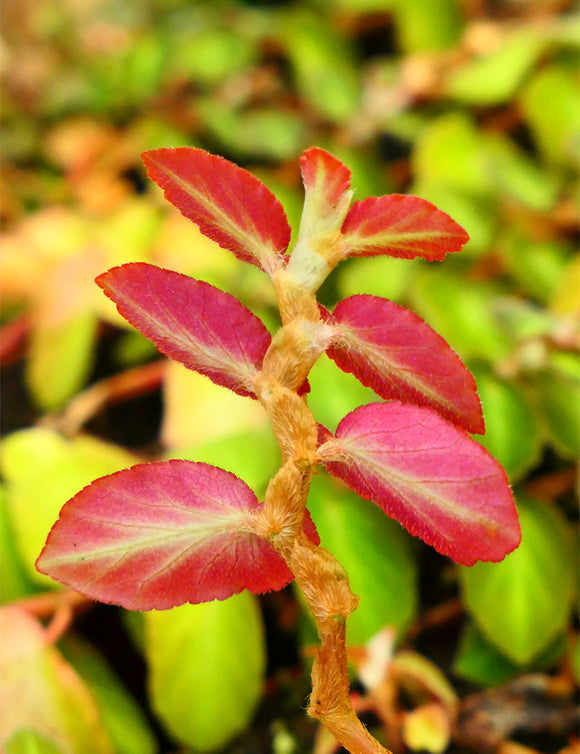 Begonia thelmae  à repiquer