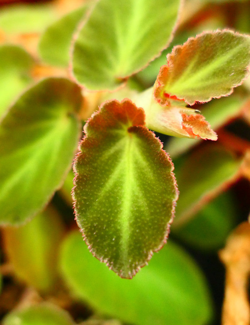 Begonia thelmae  à repiquer