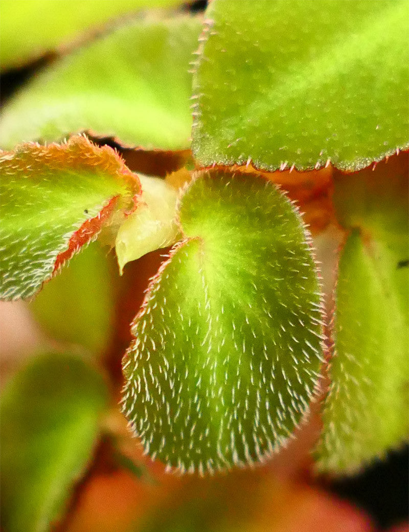 Begonia thelmae  à repiquer