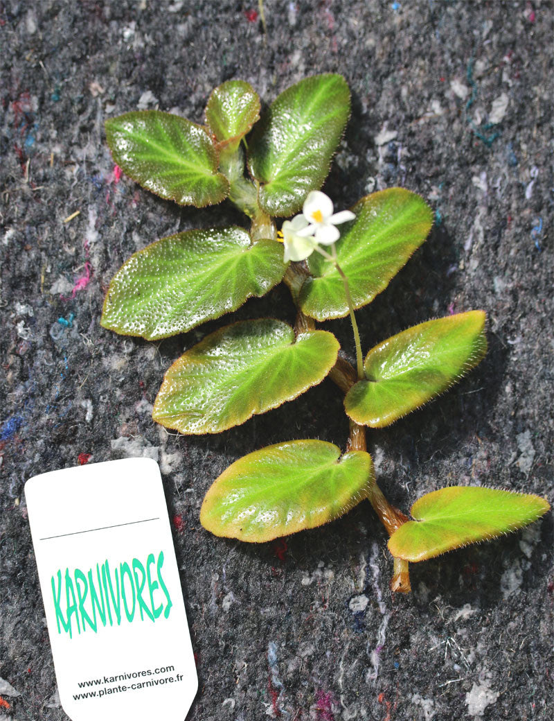 Begonia thelmae  à repiquer